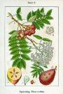 sorbus-domestica-fruct.jpg