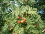 sorbus-domestica-fructus.jpg